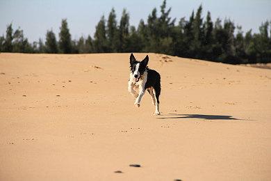 《矮人要塞》《深岩银河》厂商呼吁Steam添加矮人标签